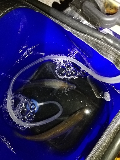 渋い、でもそれも楽しい♪