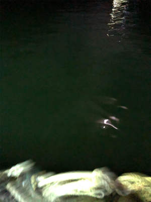 ナイトアジング