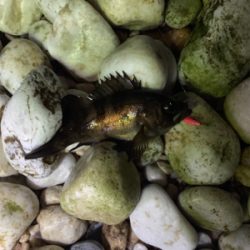 フロートメバル！