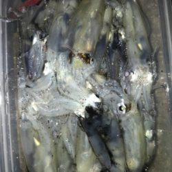 久しぶりに高活性のヒイカ釣り\(^^)/