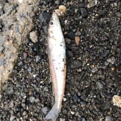 ビック/スモール