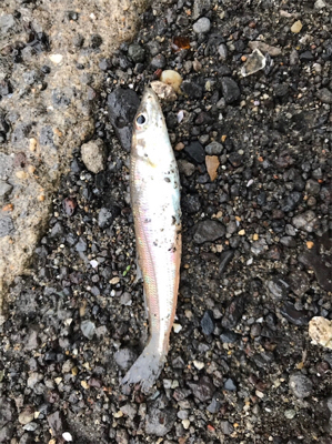 ビック/スモール