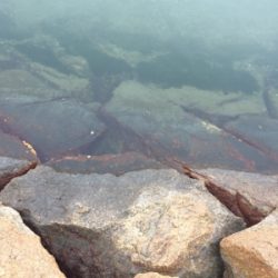 釣り納めで、メバル釣れた