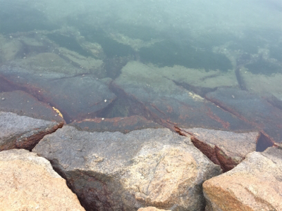 釣り納めで、メバル釣れた