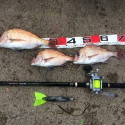 お正月用真鯛チャレンジ