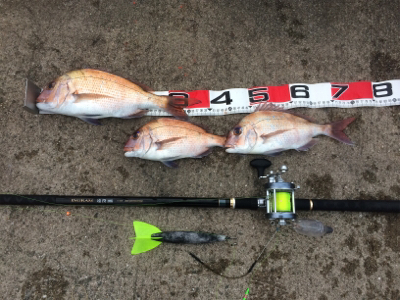 お正月用真鯛チャレンジ