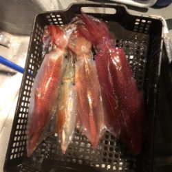 本年度ラストイカメタル