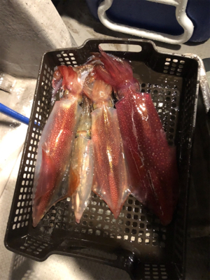 本年度ラストイカメタル