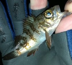 ナイトアジング