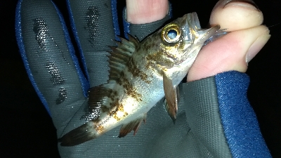 ナイトアジング