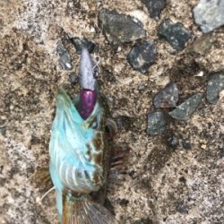 やっと釣りに行けました！