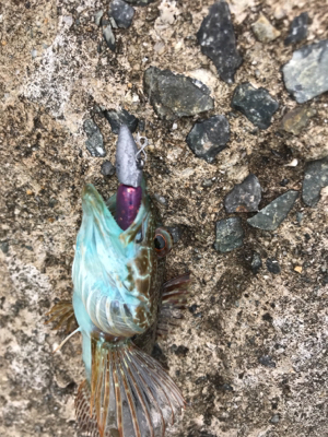 やっと釣りに行けました！