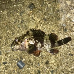 癒しのライトゲーム七目達成