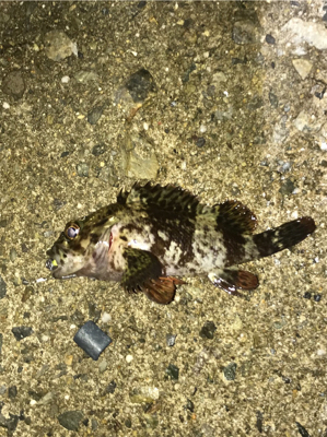 癒しのライトゲーム七目達成