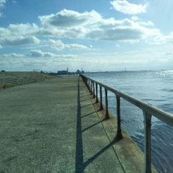 サヨリはいつまで?