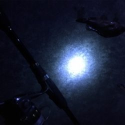 クリスマスの相手は魚のみ…