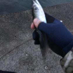 ライトゲーム日和