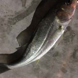 チーバスのみ好調。。。