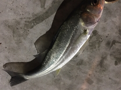 チーバスのみ好調。。。