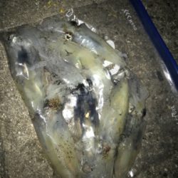 やっぱり厳しいヒイカ釣り(＞＜)