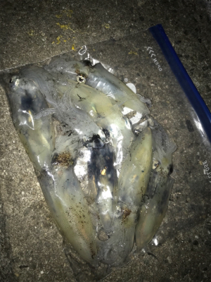 やっぱり厳しいヒイカ釣り(＞＜)