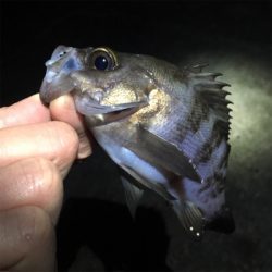 寒波でメバリング