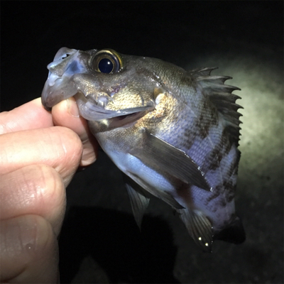 寒波でメバリング