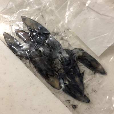 ライトエギングで釣り納め！