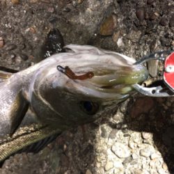 釣り納めメバリング！