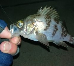 ナイトメバリング