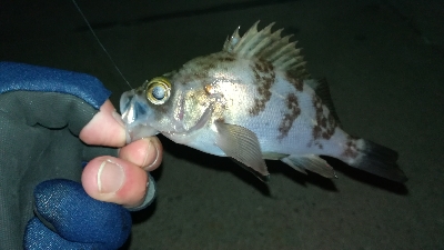 ナイトメバリング