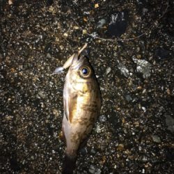 メバダート1インチ白。