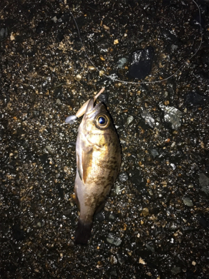 メバダート1インチ白。