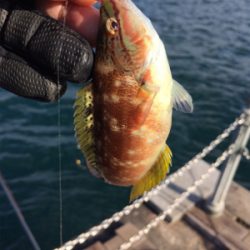 サビキで五目釣り