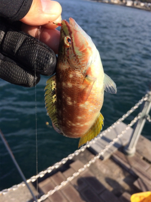 サビキで五目釣り