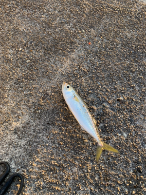 大晦日マイクロジギング