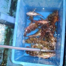 ロックフィッシュショート便