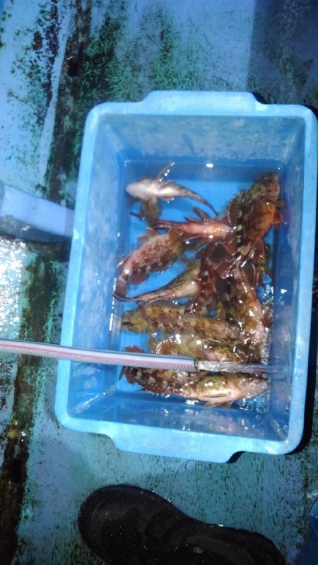 ロックフィッシュショート便