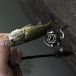 極小バスはライトタックルで