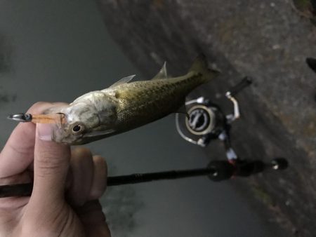 極小バスはライトタックルで