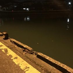 ちょい釣り セイゴ