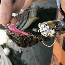 メバリング釣行