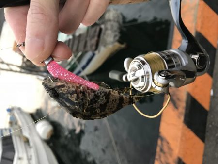 メバリング釣行