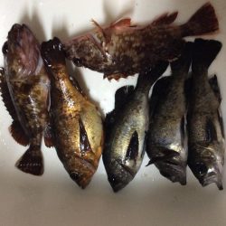 メバリングのつもりが・・・