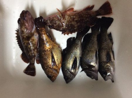 メバリングのつもりが・・・