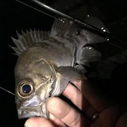 メバル プラッキング 修行