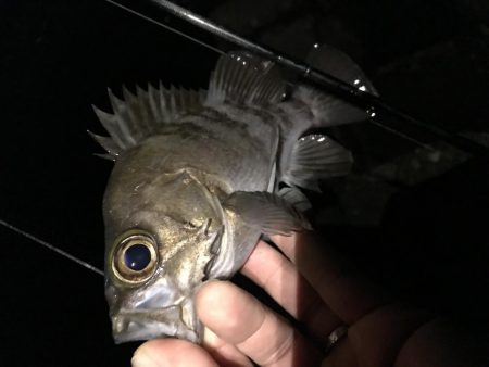 メバル プラッキング 修行