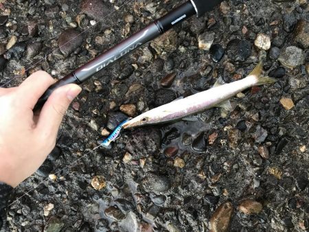 またまた来ました！