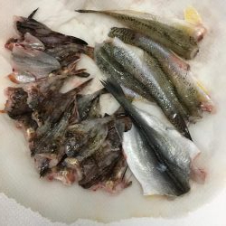 武豊緑地は平和