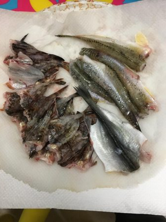 武豊緑地は平和